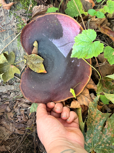 Bay Polypore