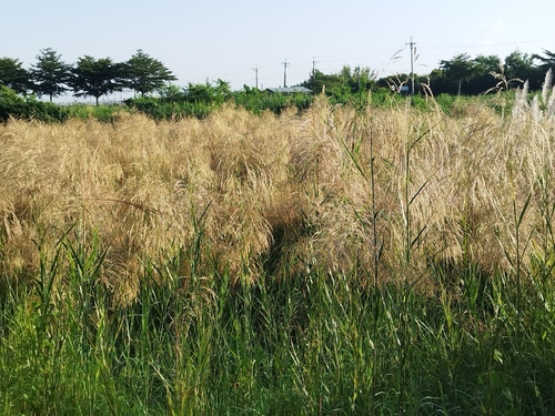 Phragmites karka observed 2026-10-04