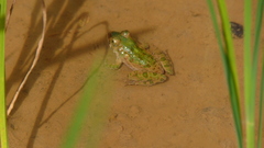 Fejervarya limnocharis