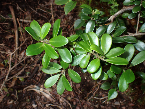 Myrsine sandwicensis observed 2026-10-04