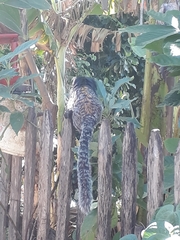 Callithrix geoffroyi