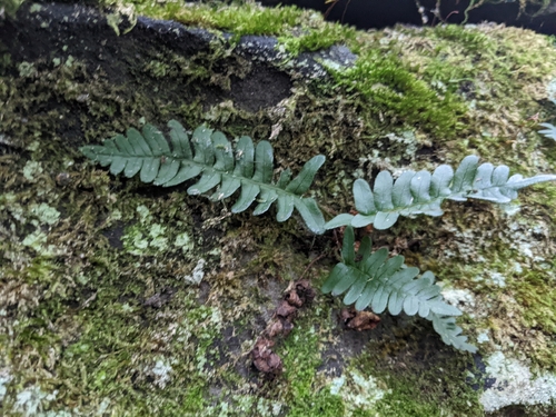 rock polypody