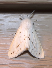 Spilosoma congrua