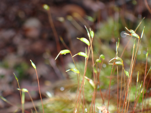 Pyrrhobryum spiniforme observed 2026-10-04