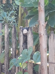 Callithrix geoffroyi