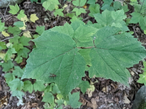 mapleleaf viburnum