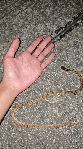 Formosa Slug Snake
