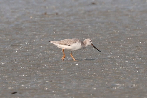 Terek Sandpiper