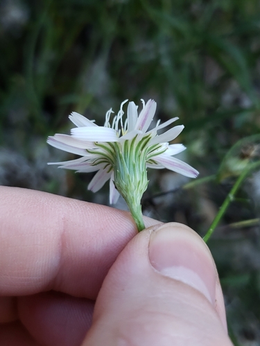Malacothrix saxatilis observed 2026-10-04
