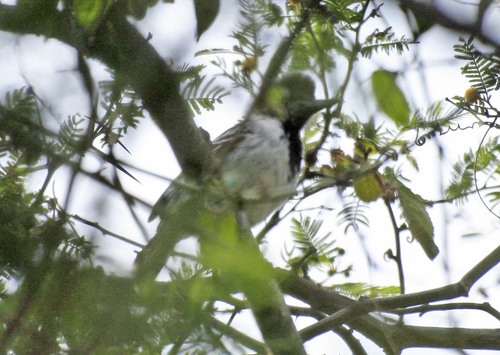 Collared Antshrike (Collared) (Subspecies Thamnophilus bernardi