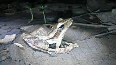 Polypedates leucomystax