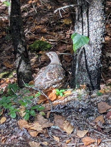 Spruce Grouse