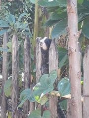 Callithrix geoffroyi