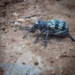 Aegorhinus superciliosus