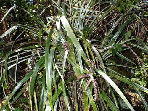 Astelia menziesiana observed 2026-10-04