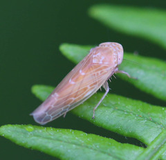 Speudotettix subfusculus