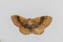 Leptostales ferruminaria