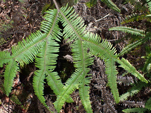 Sticherus owhyhensis observed 2026-10-04