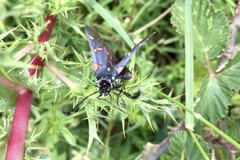 Zygaena lavandulae