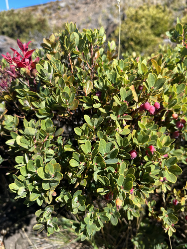 Vaccinium reticulatum observed 2026-10-04