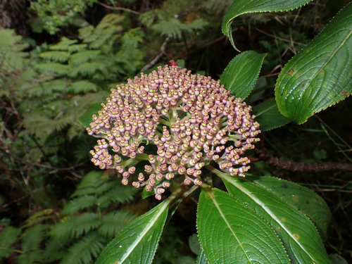Hydrangea, 2026-10-04