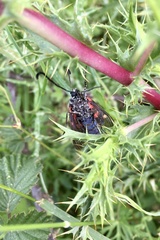 Zygaena lavandulae