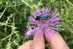 Zygaena lavandulae