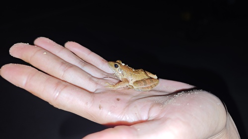 Zhenhai Brown Frog