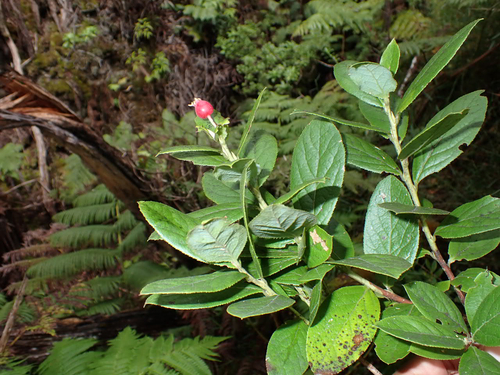 Vaccinium calycinum observed 2026-10-04