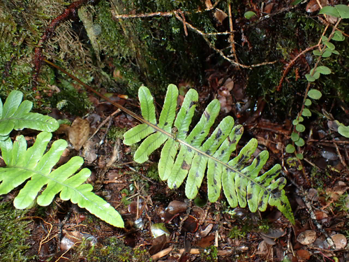 Polypodium pellucidum observed 2026-10-04