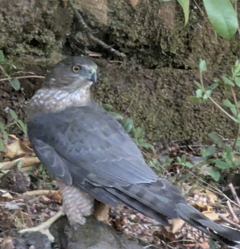 Cooper's Hawk