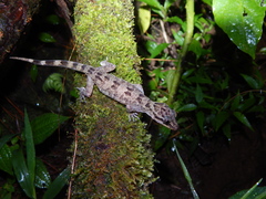 Cyrtodactylus marmoratus