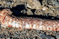 Masticophis flagellum piceus