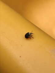 Cionus scrophulariae