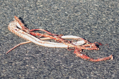 Masticophis flagellum piceus