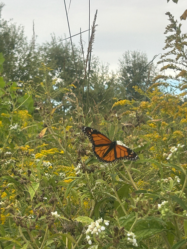 Monarch