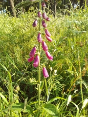 Digitalis purpurea purpurea