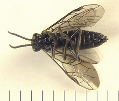 Empria liturata