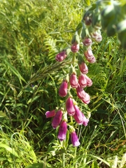 Digitalis purpurea purpurea