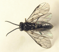 Empria liturata