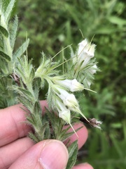 Lithospermum bejariense
