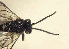 Empria liturata