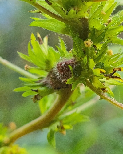 Copperleaf stem gall midge