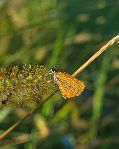 Least Skipper