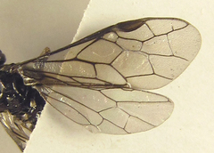 Empria liturata