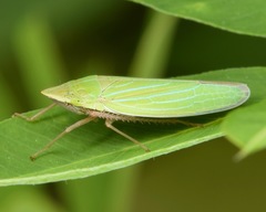 Draeculacephala mollipes