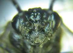 Empria liturata