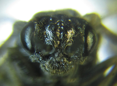 Empria liturata