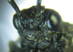 Empria liturata