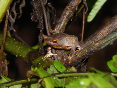 Megophrys montana
